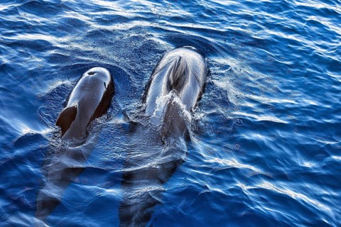 Two pilot whales