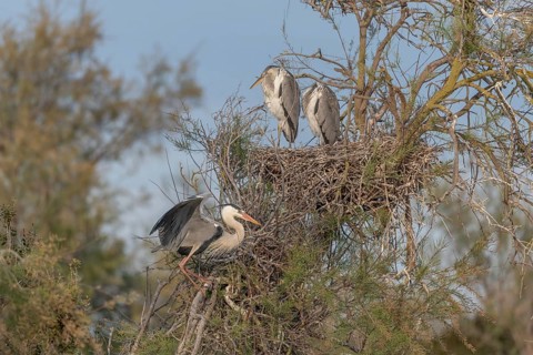 Grey heron