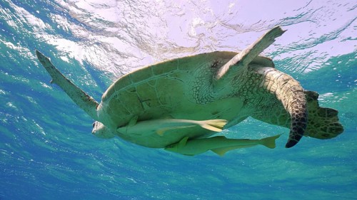 Bottom view