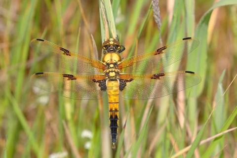 Four-spotted chaser