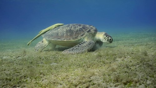 Wide-angle shot of Sea turtle grazing on the seaseabed
