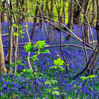 Leaf shoots in mixed deciduous forest