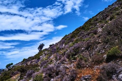 Diagonal view of beautiful typical Cretan landscape great clouds in clear blue sky. Low bending olive tree