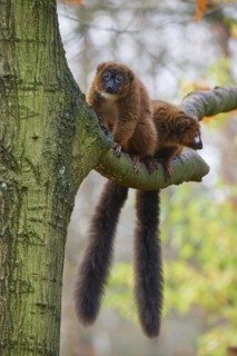 Red-bellied lemur