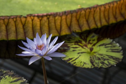 Waterlily in Kew Gardens