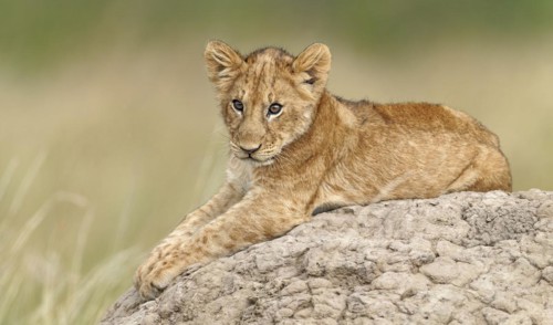 Young lion