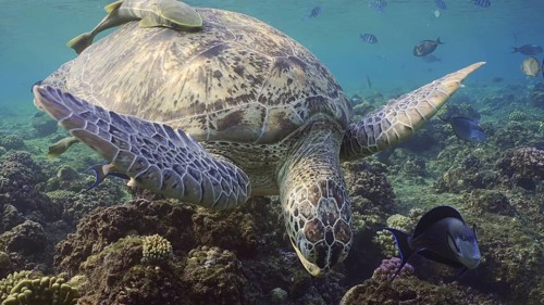 Front side of Great Green Sea Turtle