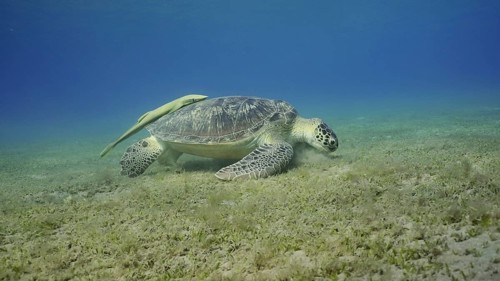 Wide-angle shot of Sea turtle grazing on the seaseabed