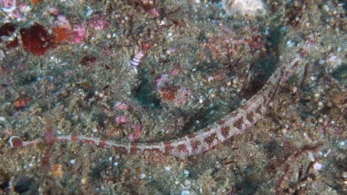 Network pipefish