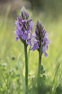 Southern marsh orchid