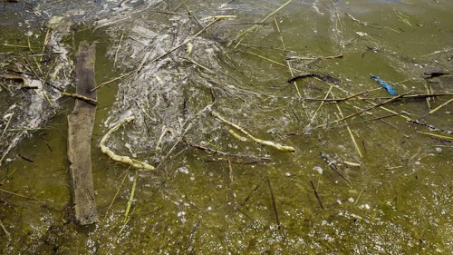 In Black Sea Blue-green algae blooms