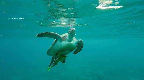 Great Green Sea Turtle