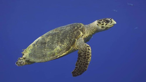 Hawksbill Sea Turtle