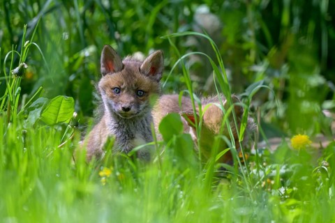 Young fox