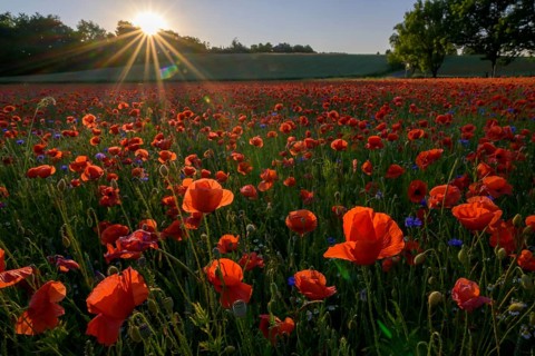 Poppy flowers