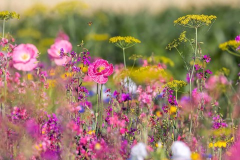 Flowering marginal strips next to agricultural monocultures