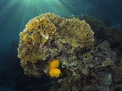 Mesh fire coral