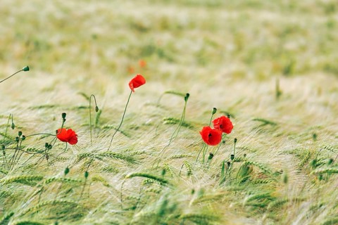 Poppy blossom