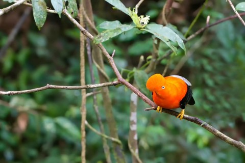 Male Andean cock-of-the-rock