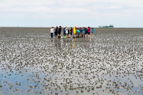 Waders