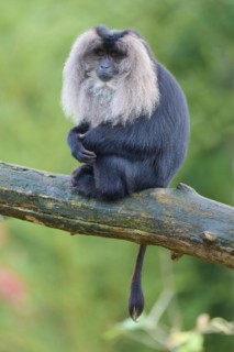 Lion-tailed macaque