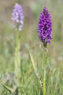 Southern marsh orchid