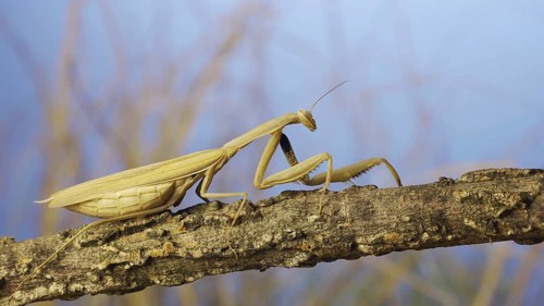 Big female praying mantis sitting on branch in the grass and blue sky background. European mantis