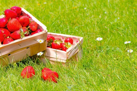 Baskets of strawberry