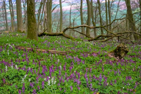 Hollow larkspur