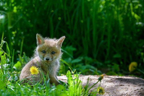 Young fox