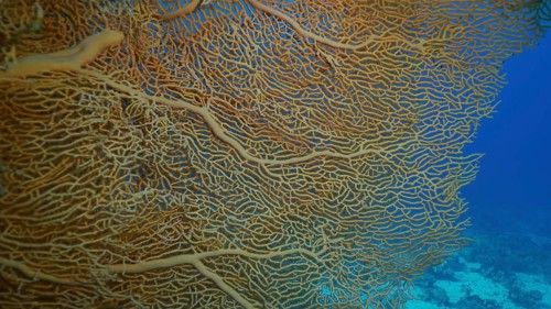 Close up of soft coral