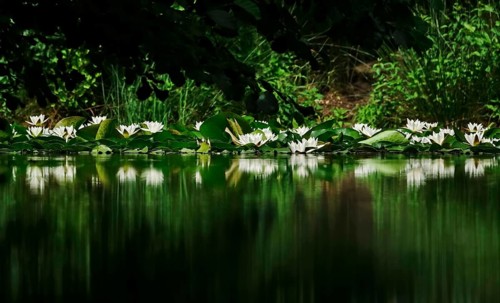 Picturesque white water lilies