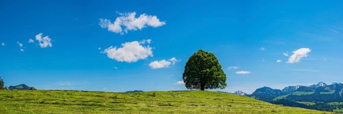 Peace lime tree
