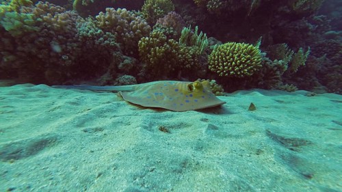 Blue spotted Stingray or Bluespotted Ribbontail Ray