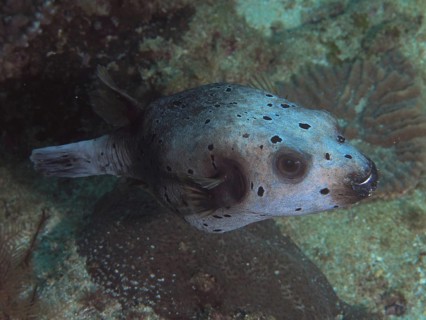 Blackspotted puffer