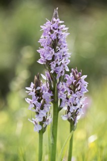Southern marsh orchid