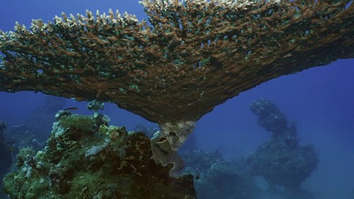 Texture and details of Table Coral