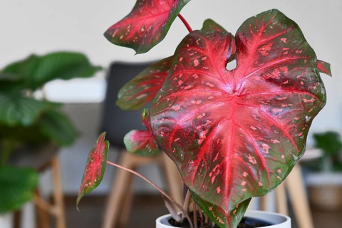 Leaf of exotic Caladium Red Flash houseplant