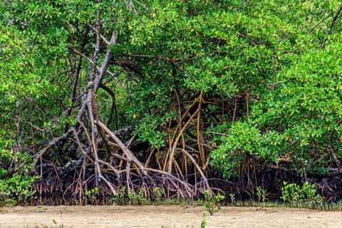 Roots of mangrove trees in the sand on the beach in Serra Grande on the coast of the state of Bahia
