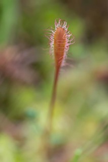 English sundew