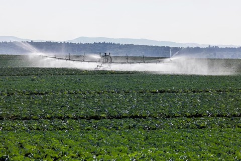 Dryness in the fields is causing problems for farmers and vegetable growers. Herb cultivation on the Filder near Filderstadt