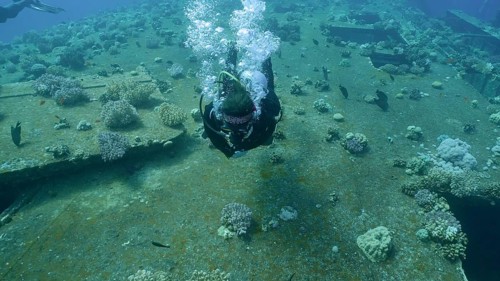 Scuba diver swim above board with windows overgrown with corals on ferry Salem Express shipwreck