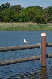 European herring gull