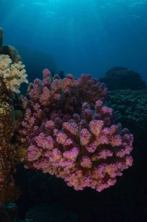 Pawpaw coral