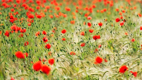 Corn poppy blossom in a barley field