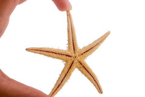 Hand holding a Beautiful orange starfish on a white background