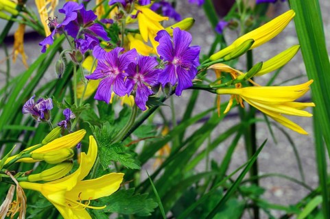 Magnificent cranesbill