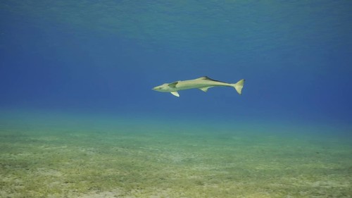 Common Remora fish swims in blue water. Lonely Sucker fish swimming in water column in shallow water in sunlights