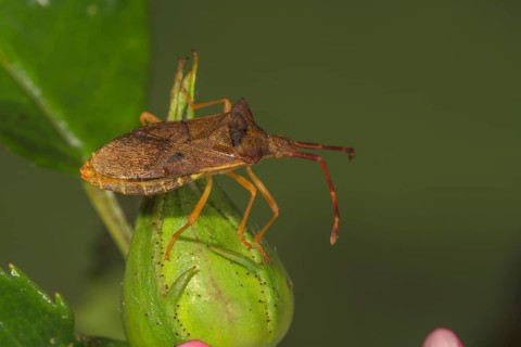 Brown edge bug