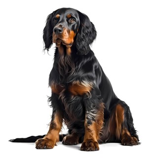 Gordon Setter